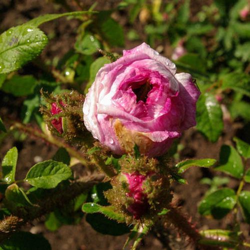 Rosa Madame Moreau - vörös - fehér - Csokros virágú - magastörzsű rózsafa- bokros koronaforma